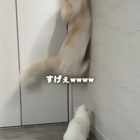 ジャンプする猫