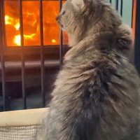 ストーブの前に座る猫
