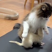 フェレットが下に潜り込み二本足で立ちあがる猫