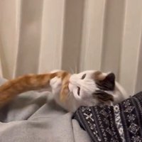 しっぽで遊ぶ猫