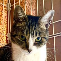 ふっくらした猫の顔
