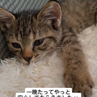 寝そべる子猫