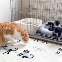 頭を下げるむぎくん