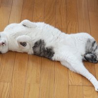壁に後ろ足をつけて仰向けになる猫