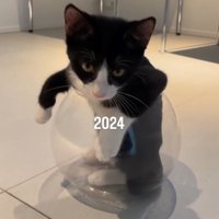 金魚鉢の中に入っているハチワレ子猫