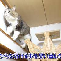 別のルートを思い出すボス吉くん