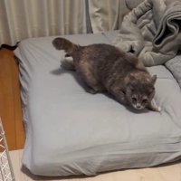 威嚇する猫