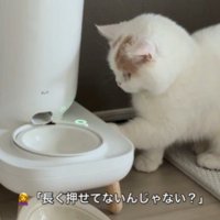 ごはんを欲しがる猫
