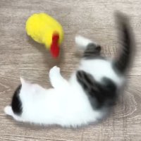 おもちゃで遊ぶ子猫