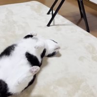 仰向けの猫