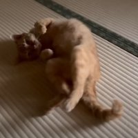 畳の上で寝転ぶ猫
