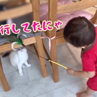 二足歩行してたにゃ
