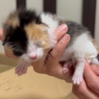 人の手のひらにいる子猫
