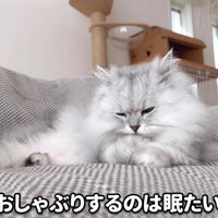 前足をおしゃぶりするモルンさん