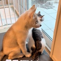 ピッタリ猫にくっつく赤ちゃん犬