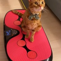 ダイエットマシンの上に乗っている猫