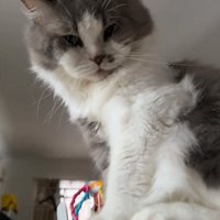 見る猫