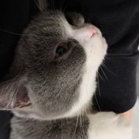 見上げる猫
