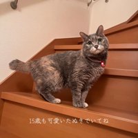 階段にいる猫