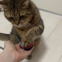 カスタネットを鳴らす猫の写真1