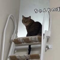 階段はしごを登った猫