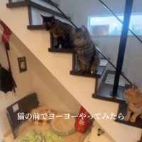 画面左側を見つめる向かって左2匹の猫とそんな猫を見つめる右側の猫