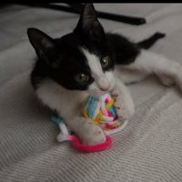 ボールで遊ぶ猫