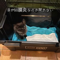 目が開かない子猫