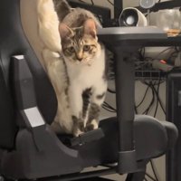 起き上がった猫