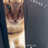 無理にでも家に入ろうとする猫