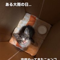 ダンボールの中からカメラを見つめる子猫