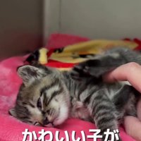 なでられている猫