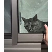 窓際の猫
