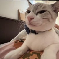 飼い主の体の上で伏せて半目になっている猫