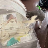 蚊帳をひっかいている猫