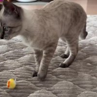 おもちゃを置く猫