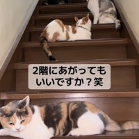 階段に座る猫たち