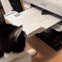 プリンター前に座る猫2