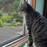 窓から外を眺める猫