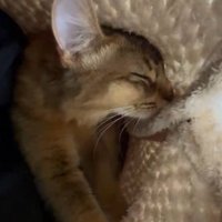 飼い主と着る毛布に包まれる猫