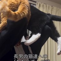 左右の手で猫をそれぞれ抱き上げる男の子