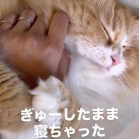 飼い主の手に抱きついている猫「ぎゅーしたまま寝ちゃった」
