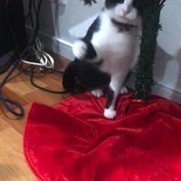猫にパンチされてクリスマスツリーから外れるオーナメント