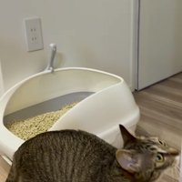 時計の近くに歩いて行くキジトラ猫