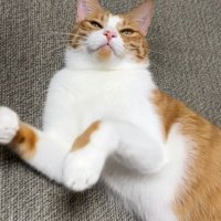 仰向けで目を細める猫