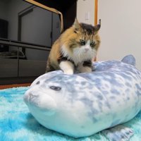 ふみふみ