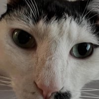猫の顔アップ