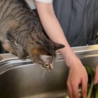 野菜を洗う人間と野菜を見ている猫