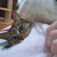 横になって人の手を見る猫