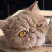 右を向いた猫